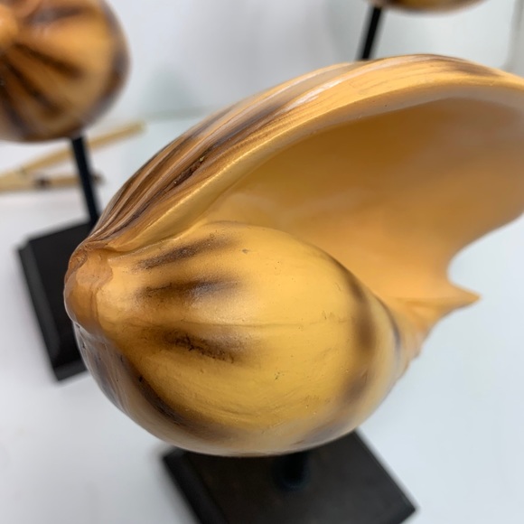 Shell Decor - Picture 7 of 8